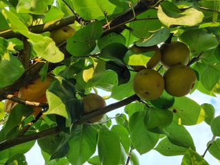 크리스님의 배추 · 일상 작성글 사진