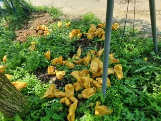 크리스님의 배추 · 일상 작성글 사진