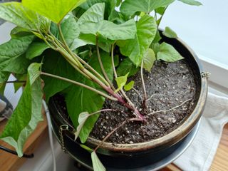 최명주(덕천)님의 고구마 · 자유게시판 작성글 사진