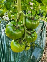 팜모닝 토마토·생장기 농작업 게시글 이미지