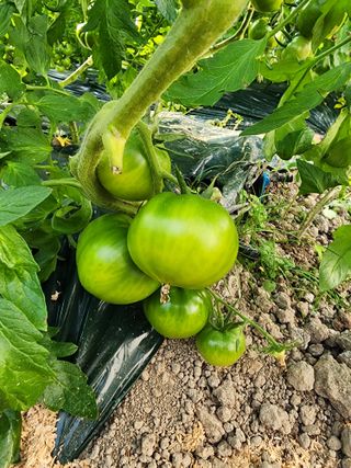 김지연님의 토마토 · 생장기 농작업 작성글 사진