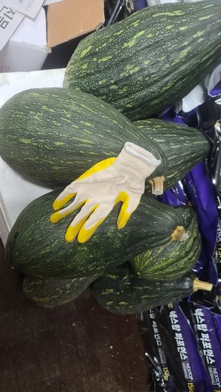 이덕훈(바쁜사람)님의 호박 · 자유게시판 작성글 사진