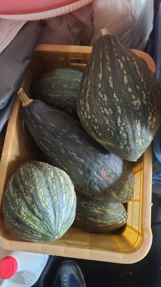 이덕훈(바쁜사람)님의 호박 · 자유게시판 작성글 사진