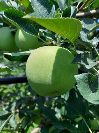 트라이애플1님의 작성글 사진