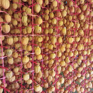 박수연님의 감 · 자유게시판 작성글 사진