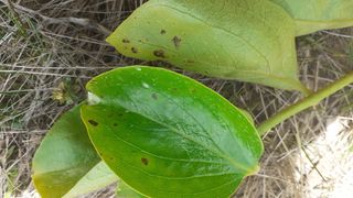 김현필님의 감 · 병해충상담 작성글 사진