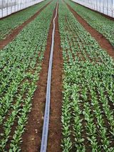 팜모닝 시금치·일상 게시글 이미지