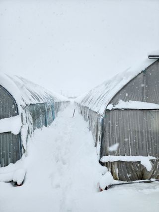 서래뜰김법사님의 시금치 · 일상 작성글 사진