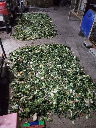 김윤철님의 배추 · 일상 작성글 사진