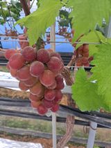 팜모닝 연말인사 함께 나눠요·참여글 게시글 이미지