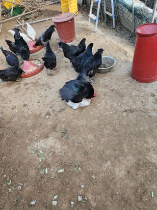 임대운님의 연말인사 함께 나눠요 · 참여글 작성글 사진