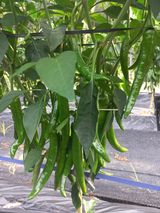 팜모닝 연말인사 함께 나눠요·참여글 게시글 이미지