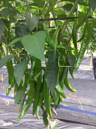 늘푸른 한우 님의 연말인사 함께 나눠요 · 참여글 작성글 사진