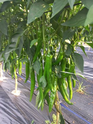 늘푸른 한우 님의 연말인사 함께 나눠요 · 참여글 작성글 사진