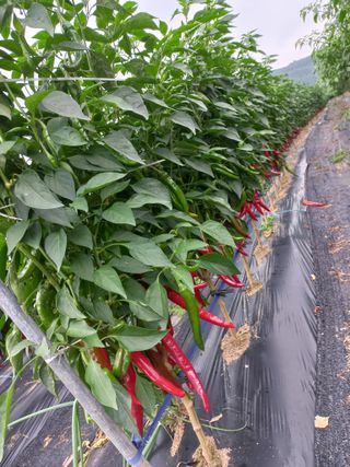 늘푸른 한우 님의 연말인사 함께 나눠요 · 참여글 작성글 사진
