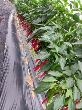 늘푸른 한우 님의 연말인사 함께 나눠요 · 참여글 작성글 사진