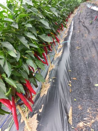 늘푸른 한우 님의 연말인사 함께 나눠요 · 참여글 작성글 사진