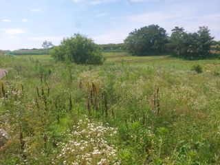 댕이골표영환님의 농사, 무엇이든 물어보세요! · 참여글 작성글 사진