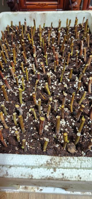 벽창호(죽동농부)님의 블루베리 · 자유게시판 작성글 사진