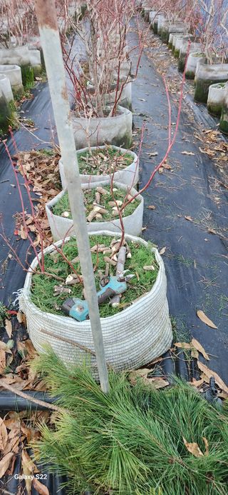 벽창호(죽동농부)님의 블루베리 · 자유게시판 작성글 사진