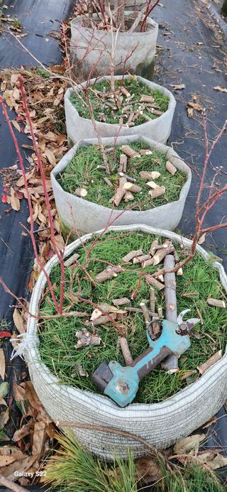 벽창호(죽동농부)님의 블루베리 · 자유게시판 작성글 사진