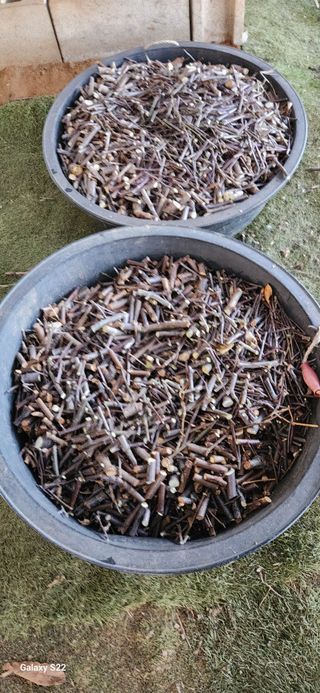 벽창호(죽동농부)님의 블루베리 · 자유게시판 작성글 사진