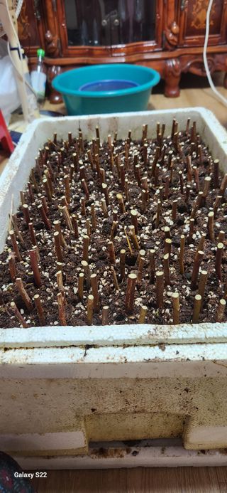 벽창호(죽동농부)님의 블루베리 · 자유게시판 작성글 사진