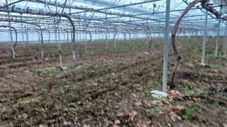 알 수 없음님의 포도 · 자유게시판 작성글 사진