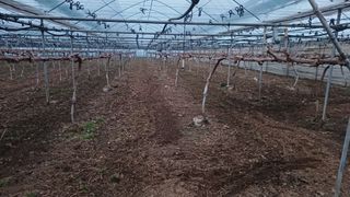 알 수 없음님의 포도 · 자유게시판 작성글 사진