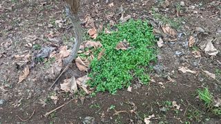 알 수 없음님의 포도 · 자유게시판 작성글 사진