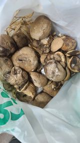 팜모닝 자유주제·자유게시판 게시글 이미지