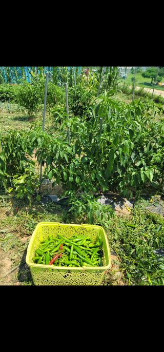 황금알대박농원!님의 연말인사 함께 나눠요 · 참여글 작성글 사진
