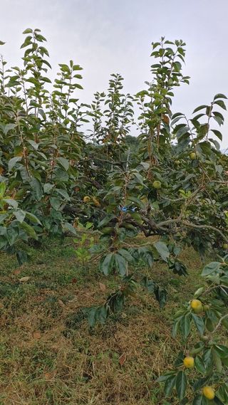 청암농원단감(송본)님의 연말결산 자랑하기 · 참여글 작성글 사진