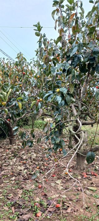 청암농원단감(송본)님의 연말결산 자랑하기 · 참여글 작성글 사진