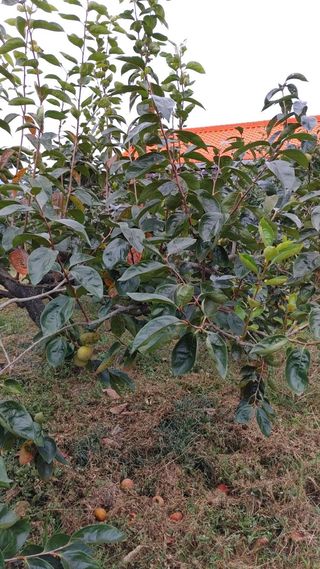 청암농원단감(송본)님의 연말결산 자랑하기 · 참여글 작성글 사진