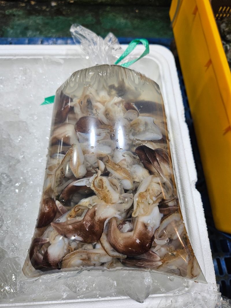 박주현님의 장터 판매 상품 [새조개 1kg] 첨부 사진