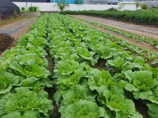 풀과의전쟁&최병환님의 팜모닝에서 기억에 남은 것은? · 참여글 작성글 사진