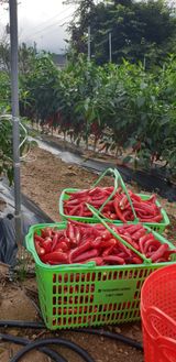 팜모닝 팜모닝에서 기억에 남은 것은?·참여글 게시글 이미지