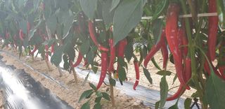 이준석님의 팜모닝에서 기억에 남은 것은? · 참여글 작성글 사진