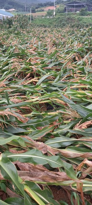 강성분님의 팜모닝에서 기억에 남은 것은? · 참여글 작성글 사진