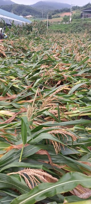 강성분님의 팜모닝에서 기억에 남은 것은? · 참여글 작성글 사진