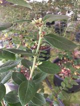 팜모닝 블루베리·자유게시판 게시글 이미지