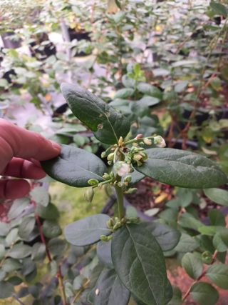 하늘농원님의 블루베리 · 자유게시판 작성글 사진