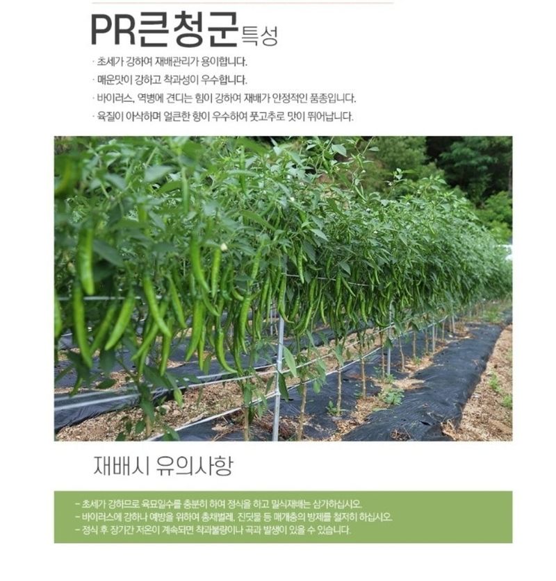 대산농사대장님의 장터 판매 상품 [PR큰청군고추씨앗 100립 큰청양고추종자 ] 첨부 사진