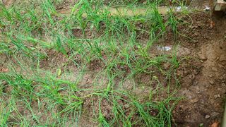 심동보님의 파 · 병해충상담 작성글 사진