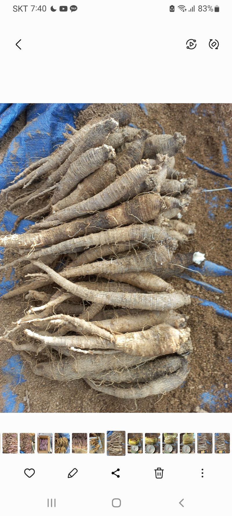 장터 상품 [더덕   도라지  (판매완료)] 썸네일