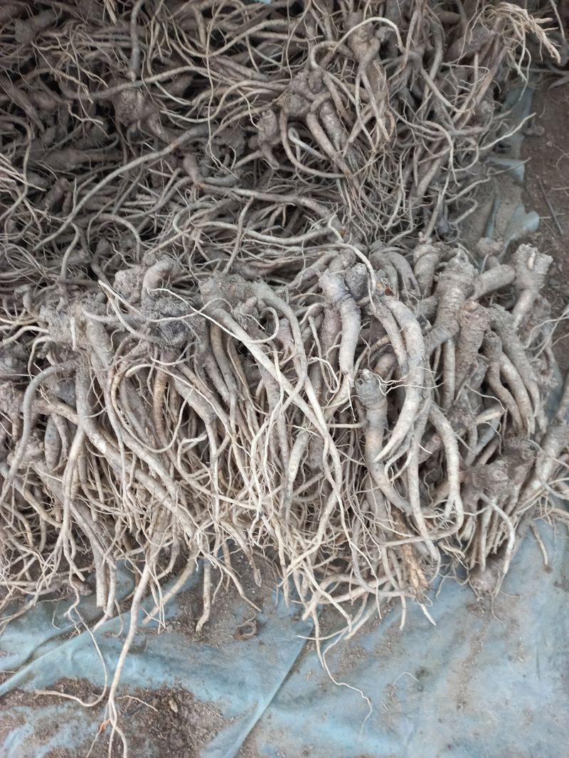 이명숙님의 장터 판매 상품 [더덕   도라지  (판매완료)] 첨부 사진