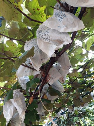 김연화님의 팜모닝 · 출석 작성글 사진