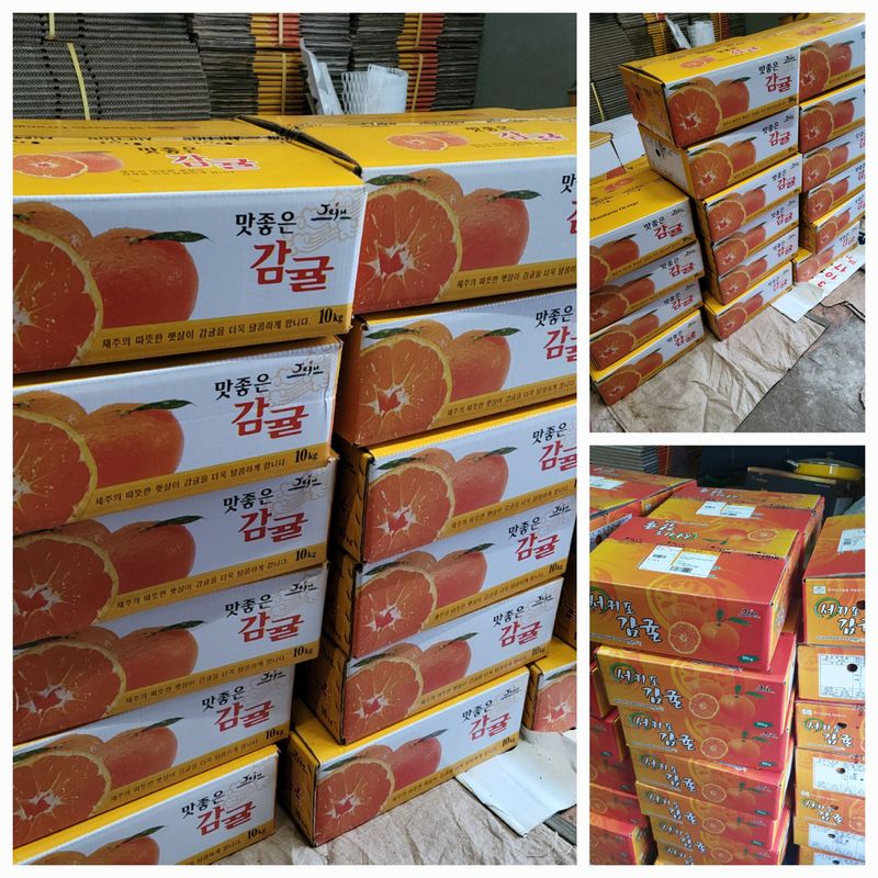 서귀포달코롬감귤농원님의 장터 판매 상품 [[품절]서귀포 저농약 조생귤 10kg] 첨부 사진