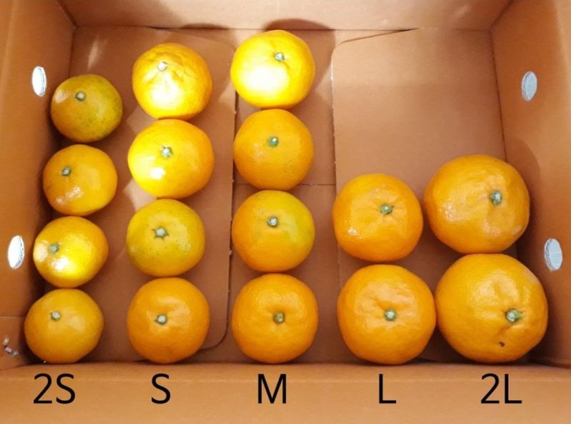 서귀포달코롬감귤농원님의 장터 판매 상품 [[품절]서귀포 저농약 조생귤 10kg] 첨부 사진